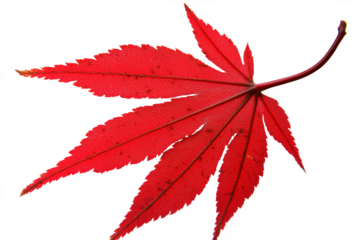 PNG. A red autumn leaf