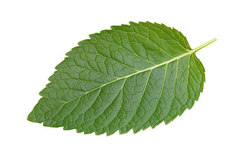 Obraz premium Leaf is shown in its natural form, with no other elements in the image, isolated
