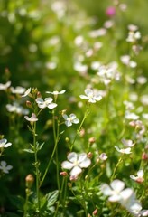 Delicate white & pink Bacopa monnieri blossoms in a sunlit herbal field, photography, natural, wallpaper