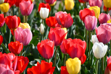 カラフルなチューリップの花畑
