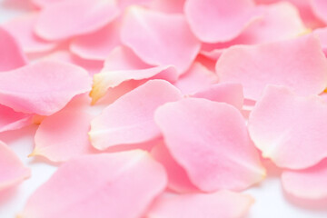 Obraz premium pink rose petals on a white background
