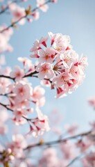 Soft, dreamy pastel pink and white cherry blossoms subtly blooming against a blurred light blue sky, elegance, peaceful, dreamy