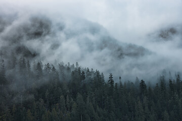 Fog and rain in the mountains on the way to Tofino, vancouver island, british colombia, canada 