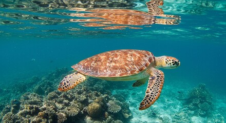 Loggerhead Sea Turtle Gliding Through Crystal Caribbean Waters Sunbeams Illuminating Barnacle Speckled Shell Coral Reef Below