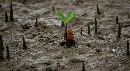 Mangrove Propagule Piercing Tidal Mud Embryonic Roots Emerging From Cigar Shaped Fruit Fiddler Crabs Nearby In Brackish Water