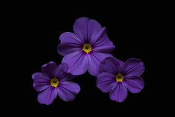 Obraz premium three purple flowers on a black background