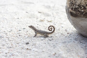Juvenile Curly-Tailed Lizard on White Sand