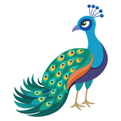 Peacock isolated on white background