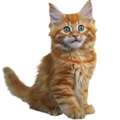 Obraz premium Adorable Ginger Maine Coon Kitten Sitting with Big Green Eyes