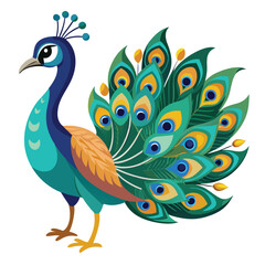 Peacock isolated on white background