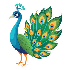 Peacock isolated on white background