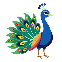 Peacock isolated on white background