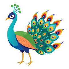 Peacock isolated on white background