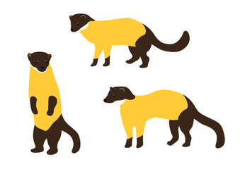 Vector illustration of a yellow marten.