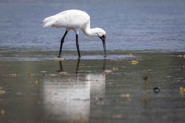 Royal Spoonbill (Platalea regia), Narooma, NSW, February 2025