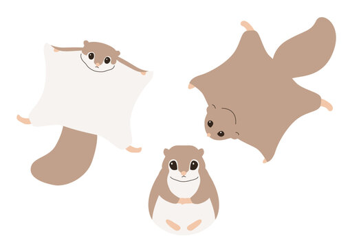 Vector illustration of flying squirrel.