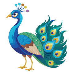 Peacock isolated on white background