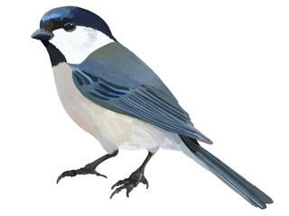 Obraz premium コガラ