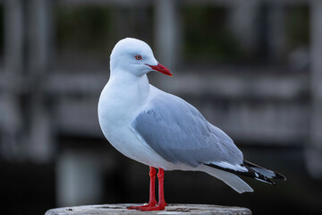 Silver Gull (Chroicocephalus novaehollandiae), Narooma, NSW, August 2024
