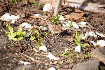 Song sparrow on the ground with fresh spring sprouts and pebbles. 