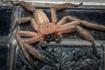 Social Huntsman Spider (Delena cancerides), Narooma, NSW, May 2024