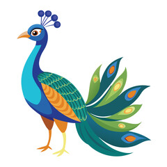 Obraz premium Peacock isolated on white background