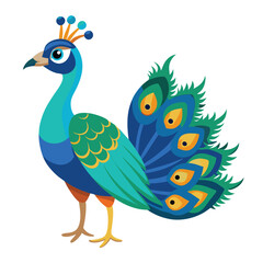 Obraz premium Peacock isolated on white background