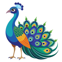 Peacock isolated on white background