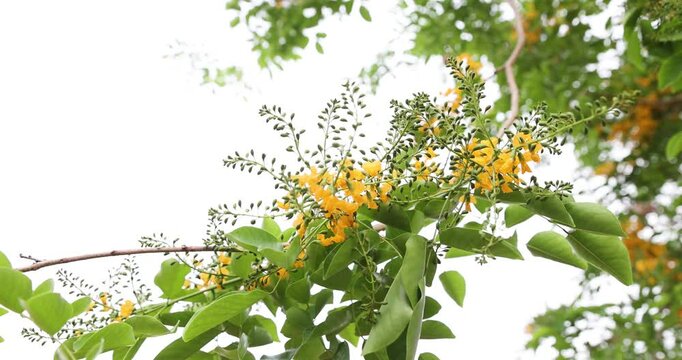 Close-up Bright yellow Padauk flowers with buds are in full bloom on the tree and swaying beautifully in the morning breeze. (Pterocarpus macrocarpus) For the Myanmar water festival (Thingyan). 