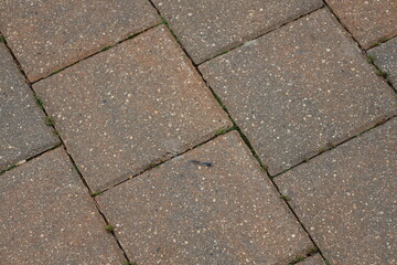 close-up macro light-blue dragonfly resting on reddish-brown paving stones