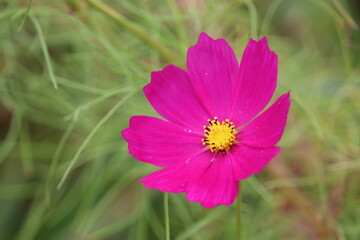 Fototapeta premium コスモス