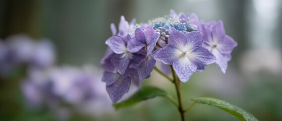 Obraz premium Serene Lavender Hydrangea Bloom in Japanese Garden