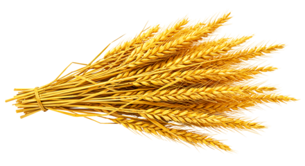 A bundle of golden wheat stalks tied together with a string on a black background in a studio shot