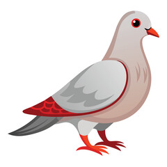Dove isolated on white background
