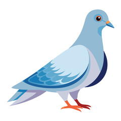 Dove isolated on white background