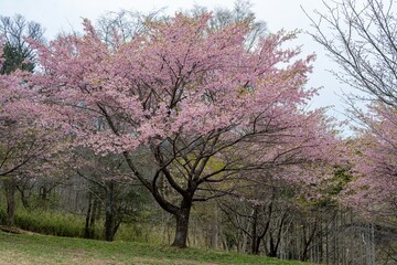 長湯温泉の大漁桜