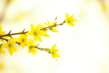 Obraz premium yellow mimosa flowers on a white background
