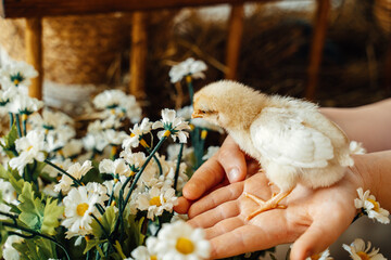 Chick sitting on hands. Easter card.