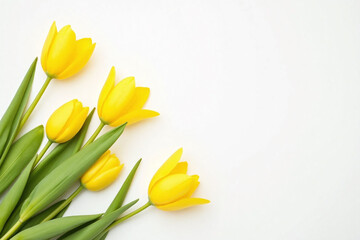 Naklejka premium yellow tulips on a white background