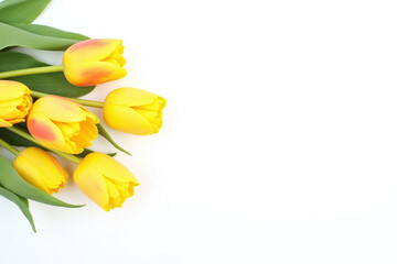 yellow tulips on a white background1