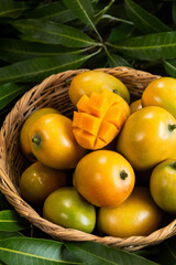 Basket of delicious ripe bocado mangos with a fleshy slice cut into squares in a background of green leaf. Caribbean tropical fruit concept.