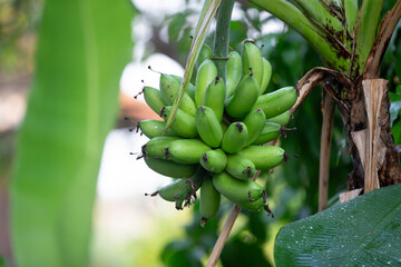 Banana tree with unripe green bananas growing on it.