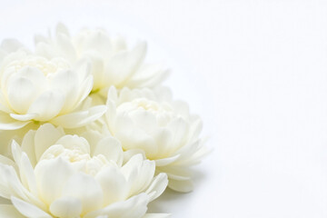 Obraz premium white peonies on a white background