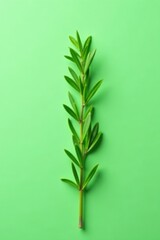 Fototapeta premium Aromatic rosemary sprig isolated on green backdrop, Branch, vector design