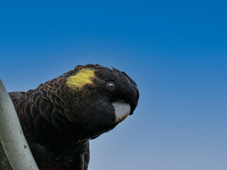  Yellow Tailed Black Cockatoo Head Craned Around