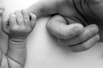 Close-up little hand of child and palm of mother and father. The newborn baby has a firm grip on the parent's finger after birth. A newborn holds on to mom's, dad's finger. Black and white photo.