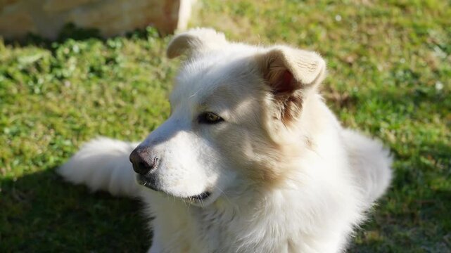 Confident look of an adult Maremma Sheepdog lying on the grass and enjoying the sun, white fluffy domestic pet with ears lifted up watching firstly on camera and then somewhere in distance, purebred