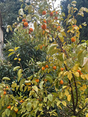 Ripe mature large persimmon on a tree in autumn