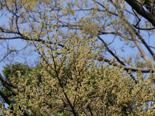 浜離宮恩賜庭園に植えられていたエノキと思われる植物