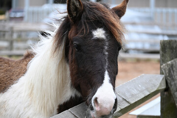 Young Paint Mustang Assateague Chincoteague Pony Horse Portrait